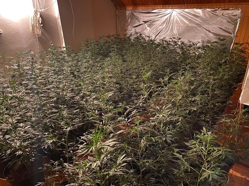 policjanci-zlikwidowali-plantacje-konopi-indyjskich-86295