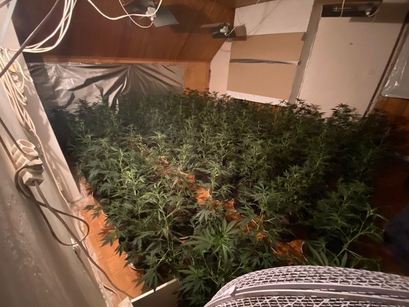 policjanci-zlikwidowali-plantacje-konopi-indyjskich-86295