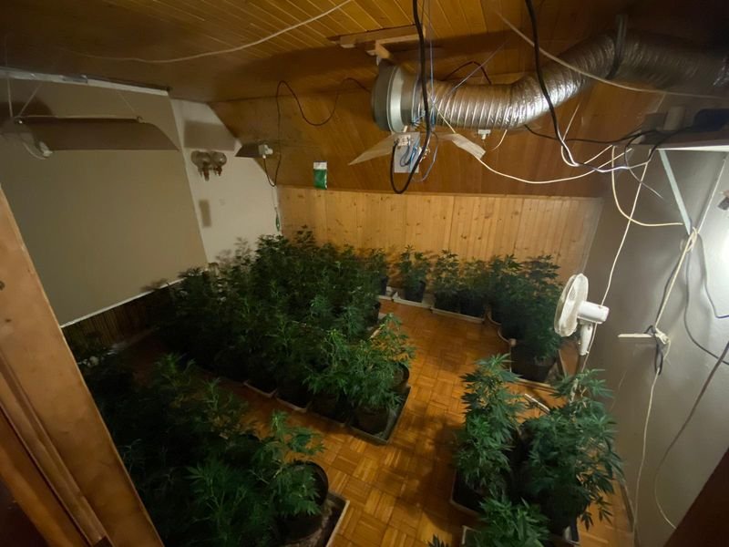policjanci-zlikwidowali-plantacje-konopi-indyjskich-86295