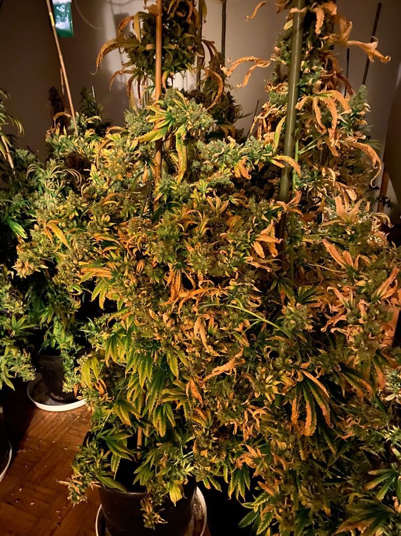 policjanci-zlikwidowali-plantacje-konopi-indyjskich-86295
