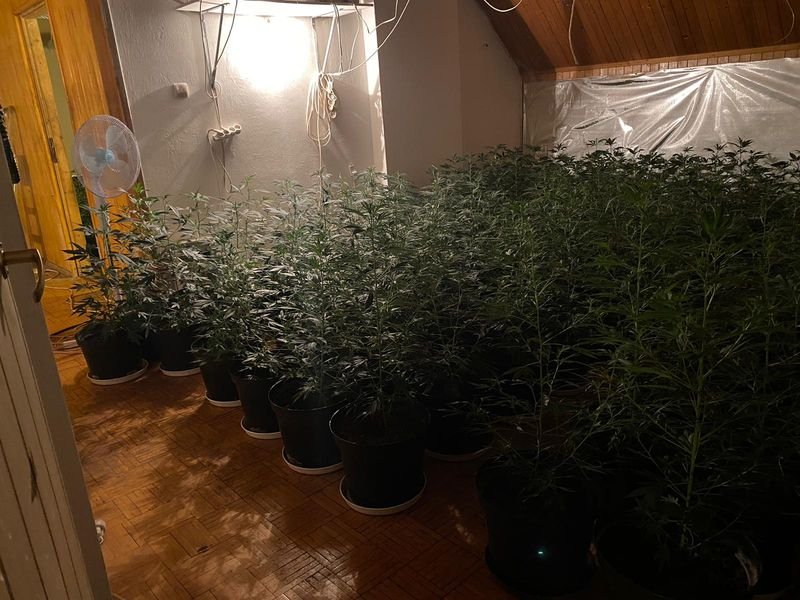 policjanci-zlikwidowali-plantacje-konopi-indyjskich-86295