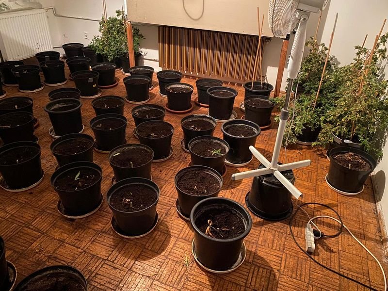 policjanci-zlikwidowali-plantacje-konopi-indyjskich-86295