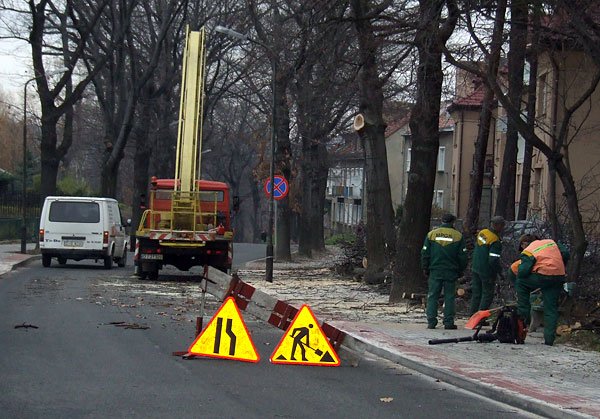 Przy wycince piesi i kierowcy powinni zachować ostrożność.