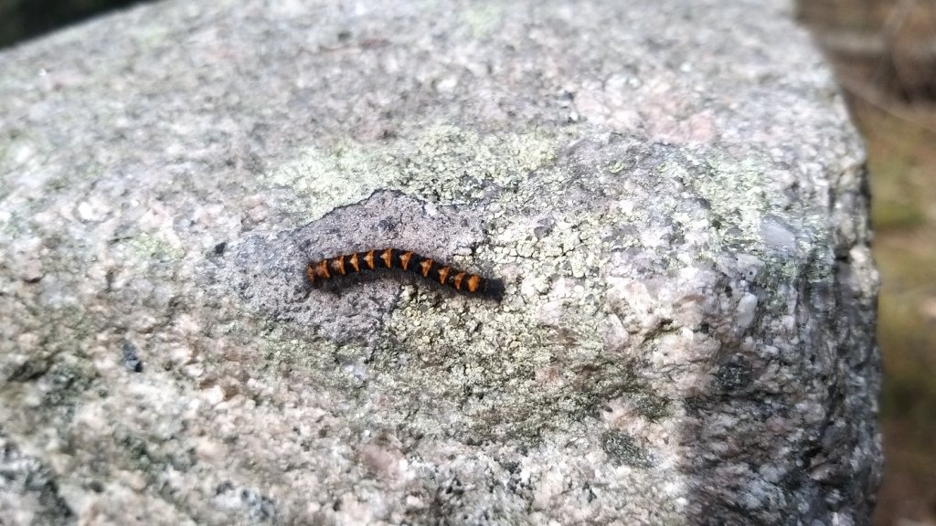 opata-wymiata-86503