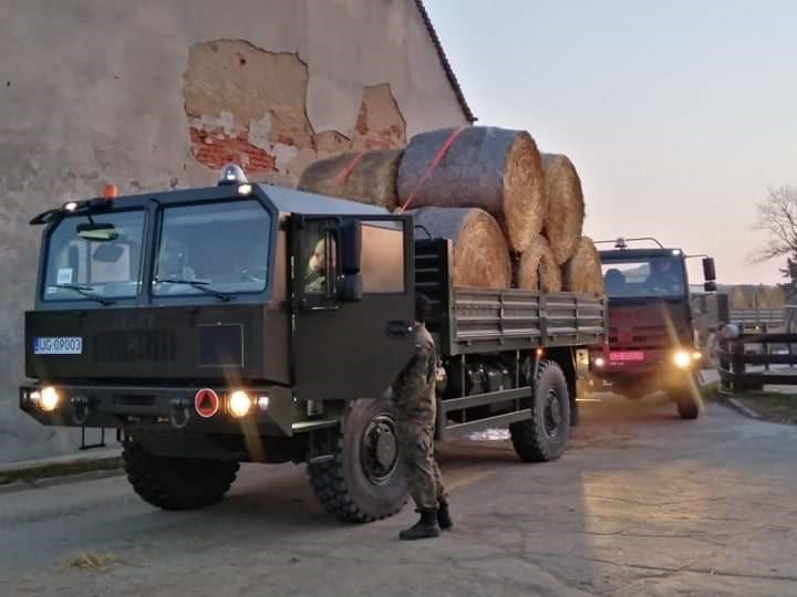 terytorialsi-dla-zwierzat-pomoz-i-ty-86553