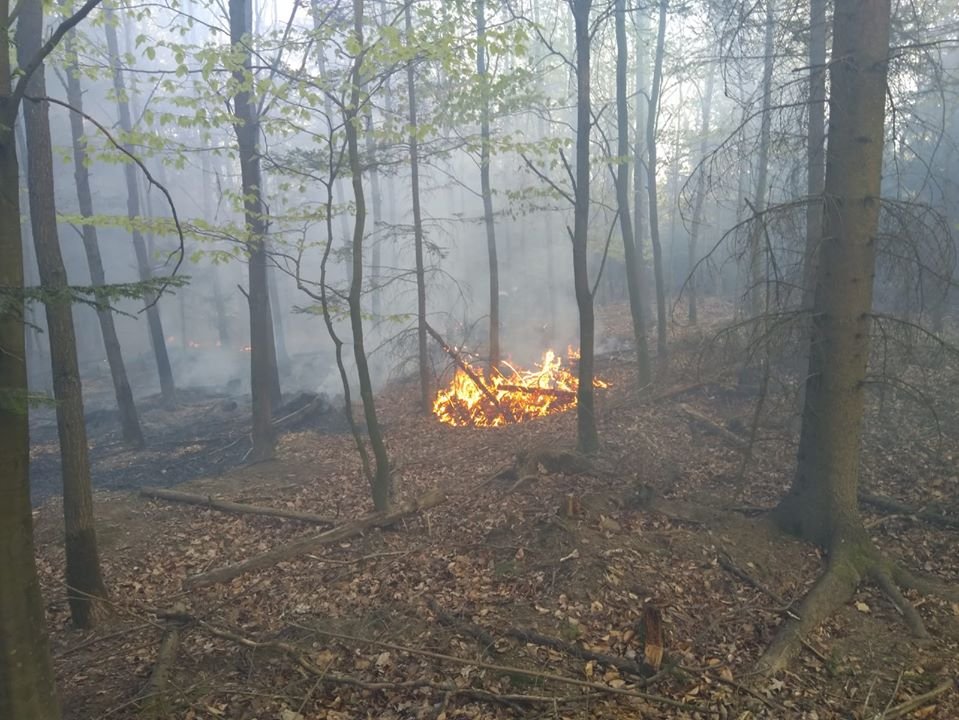 zakaz-wstepu-do-wielkiego-lubanskiego-lasu-86988