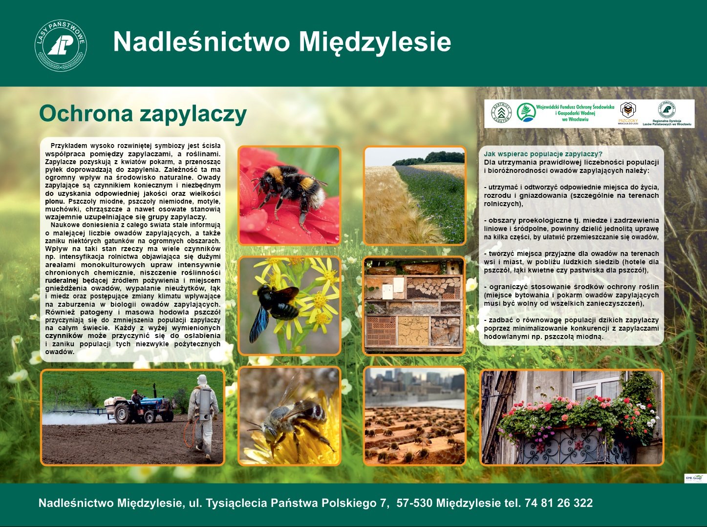 gdzie-mieszka-makatka-zbojnica-87095