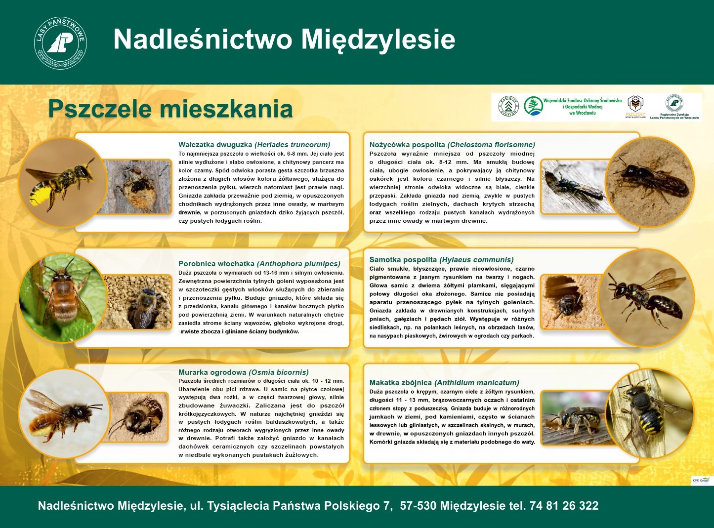 gdzie-mieszka-makatka-zbojnica-87095