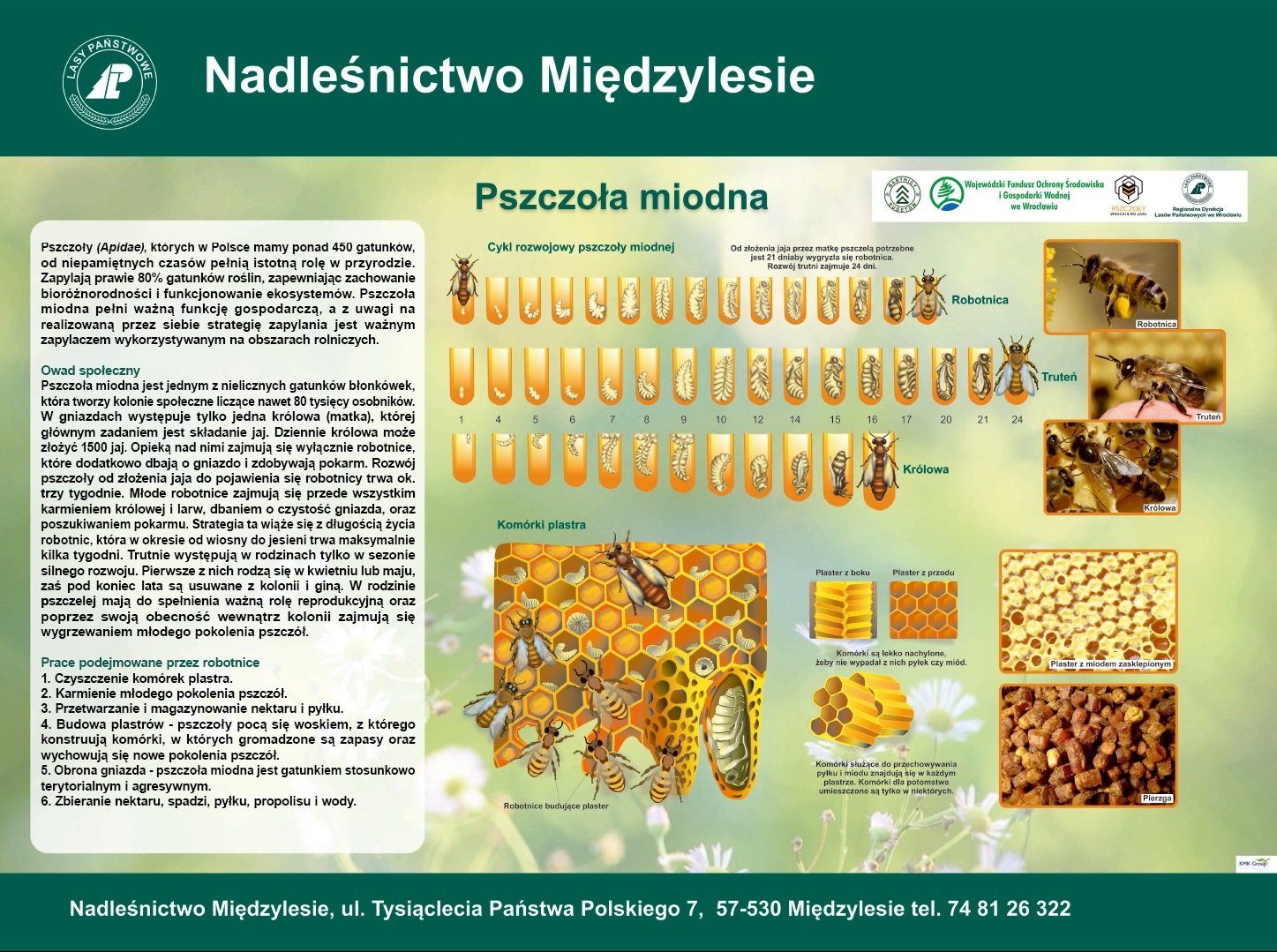gdzie-mieszka-makatka-zbojnica-87095