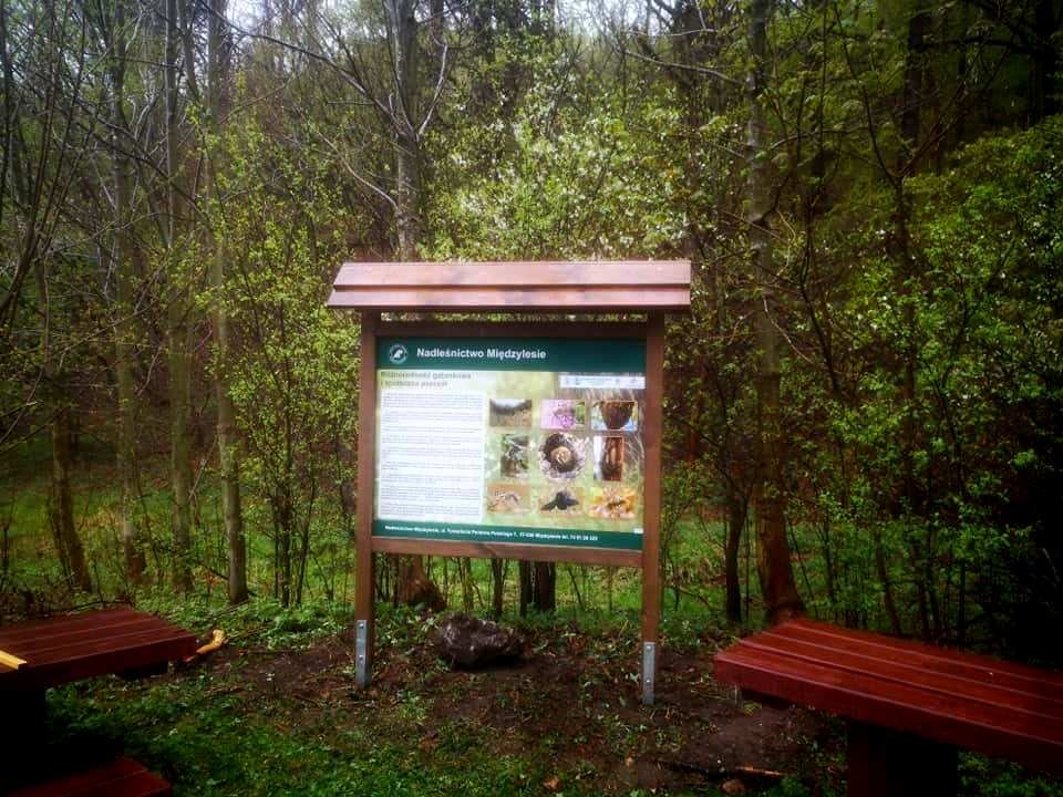 gdzie-mieszka-makatka-zbojnica-87095