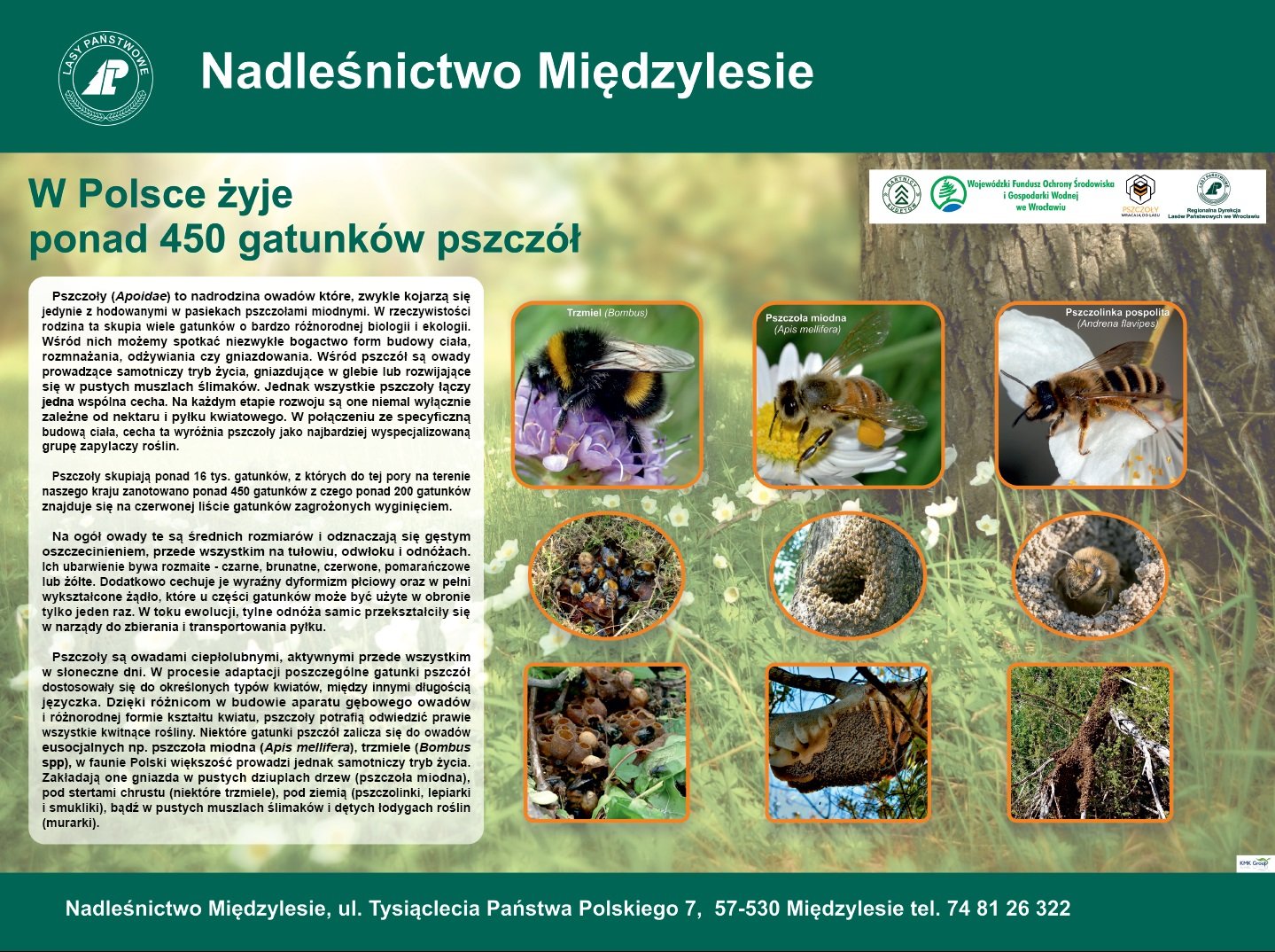 gdzie-mieszka-makatka-zbojnica-87095