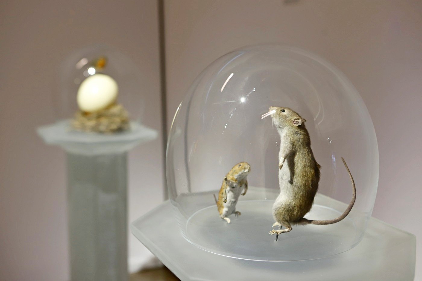 do-zobaczenia-w-muzeum-karkonoskim-87121