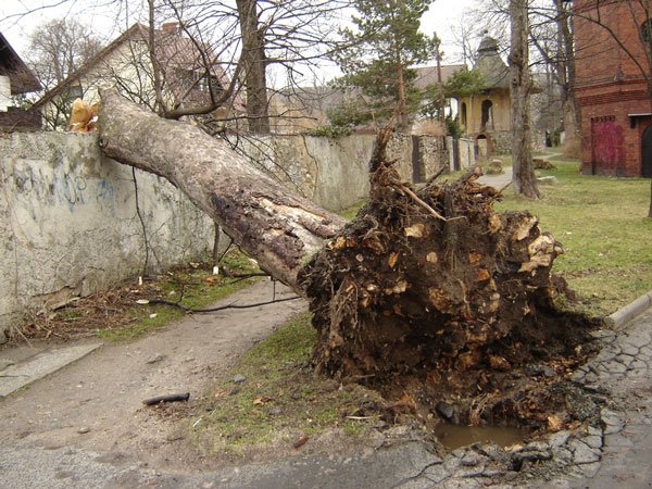 Nasza mini galeria częściowo ilustruje szkody wyrządzone przez wicher wiejący z prędkością 119 km/h. Na Śnieżce huragan szalał w porywach do ponad 200 km/h.