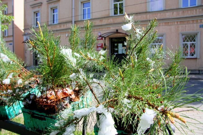 kosodrzewina-na-podgorzynskie-skwery-87345