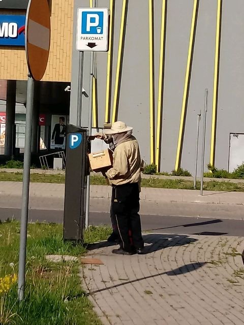 pszczoy-na-parkometrze-87393