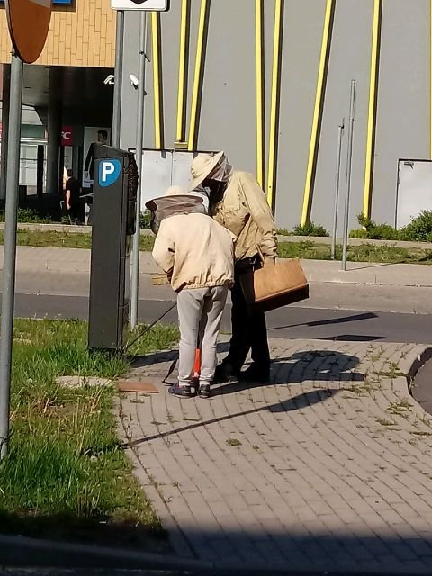 pszczoy-na-parkometrze-87393
