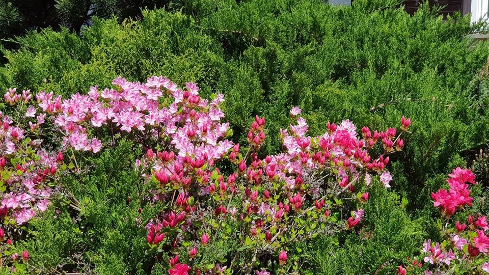 arboretum-zaprasza-87512