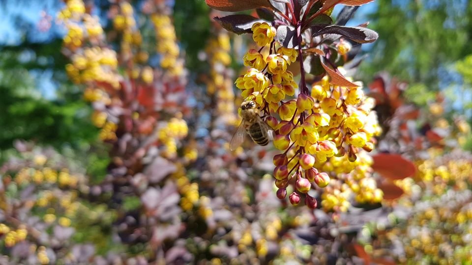arboretum-zaprasza-87512