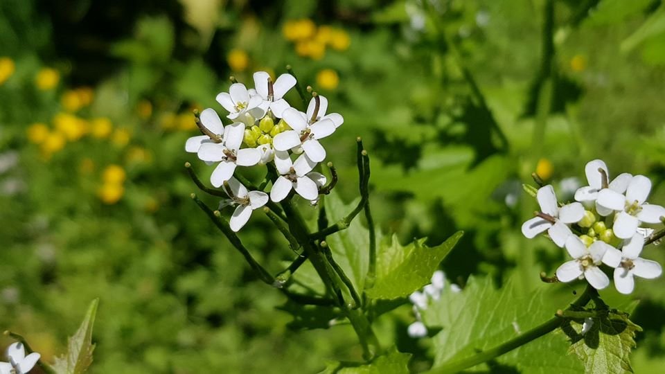 arboretum-zaprasza-87512