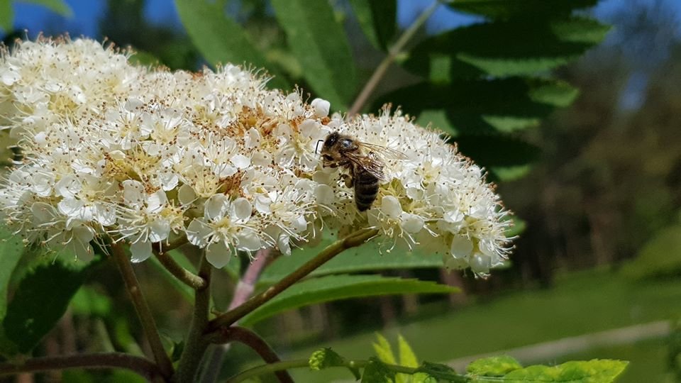arboretum-zaprasza-87512