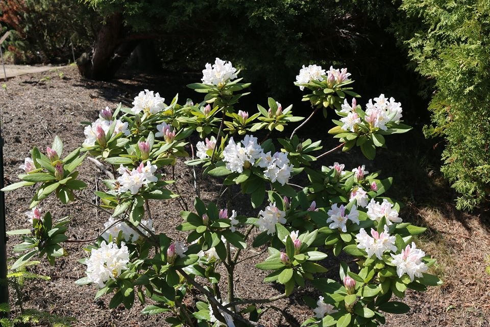 arboretum-zaprasza-87512