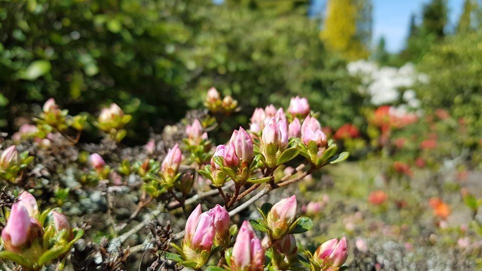 arboretum-zaprasza-87512