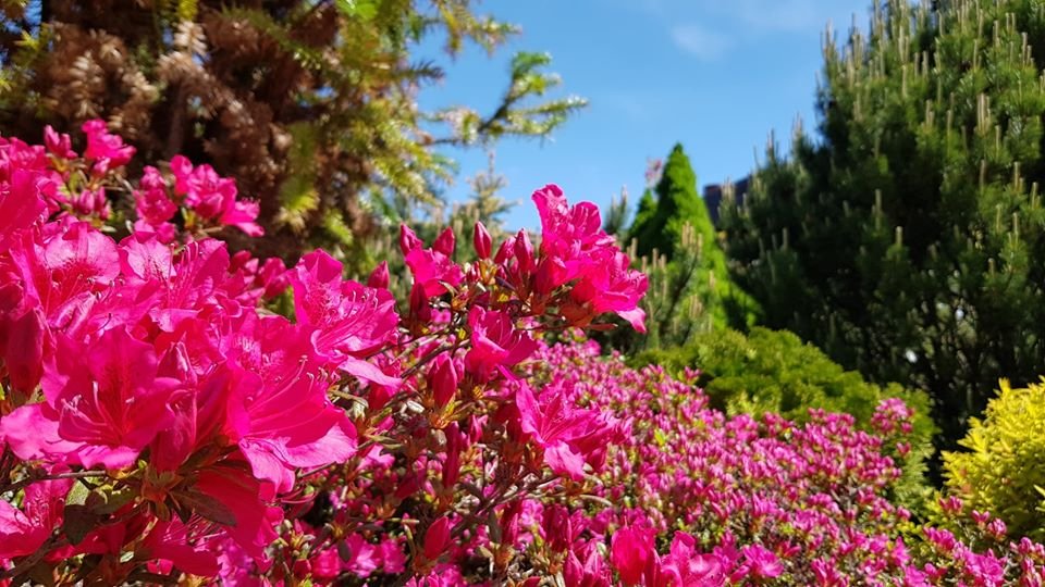 arboretum-zaprasza-87512