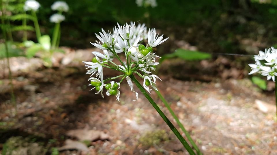 arboretum-zaprasza-87512