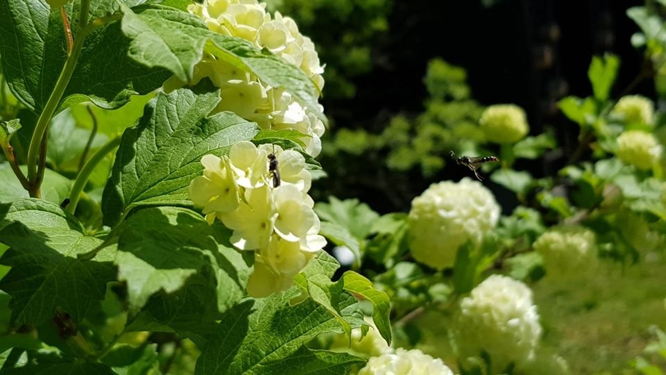 arboretum-zaprasza-87512