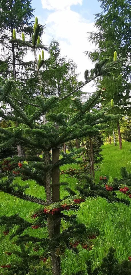jody-wracaja-w-sudety-87590