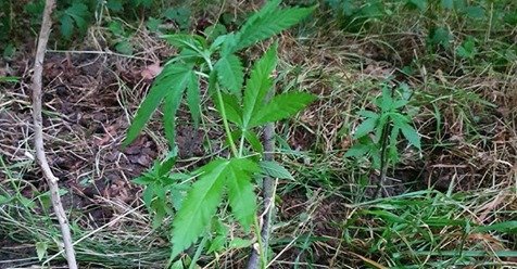 zlikwidowano-plantacje-konopi-89185