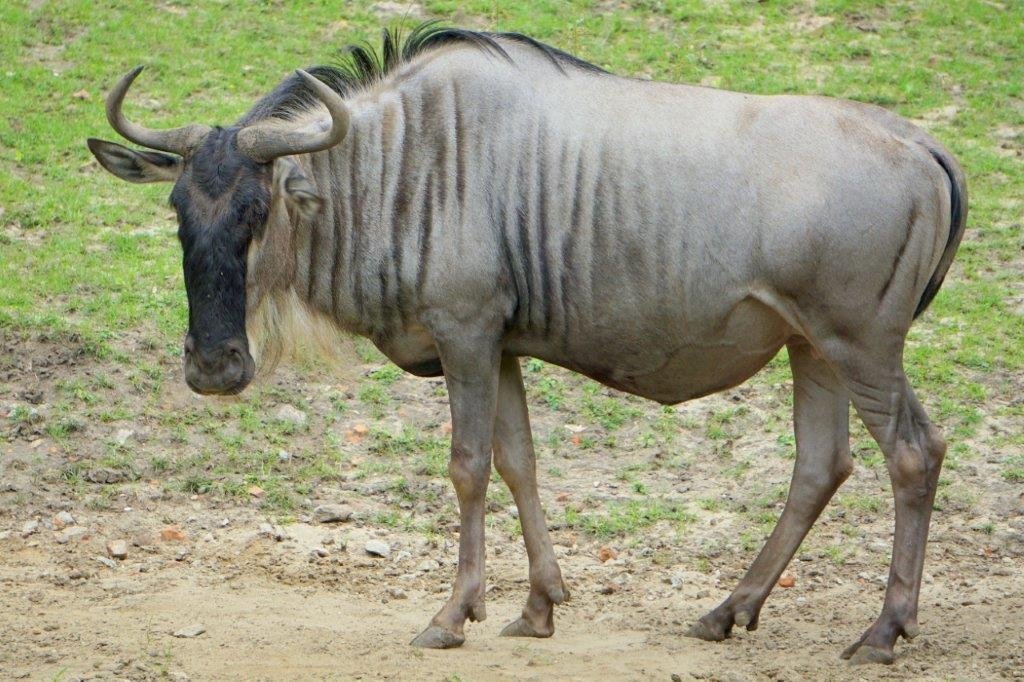 narodziny-gnu-biaobrodych-we-wrocawskim-zoo-89561