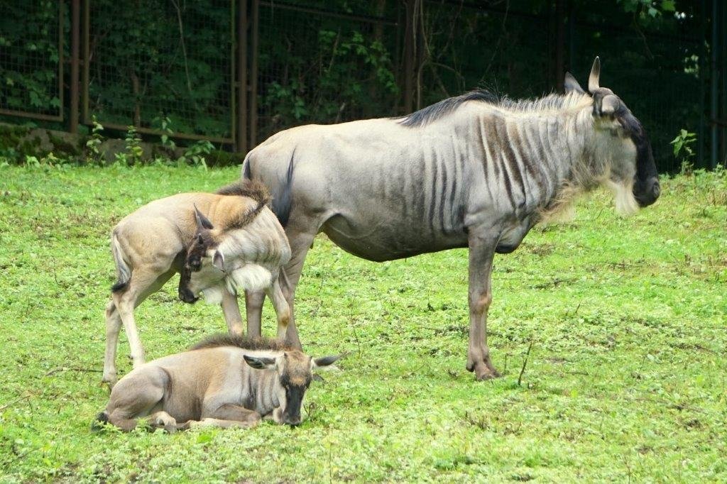 narodziny-gnu-biaobrodych-we-wrocawskim-zoo-89561