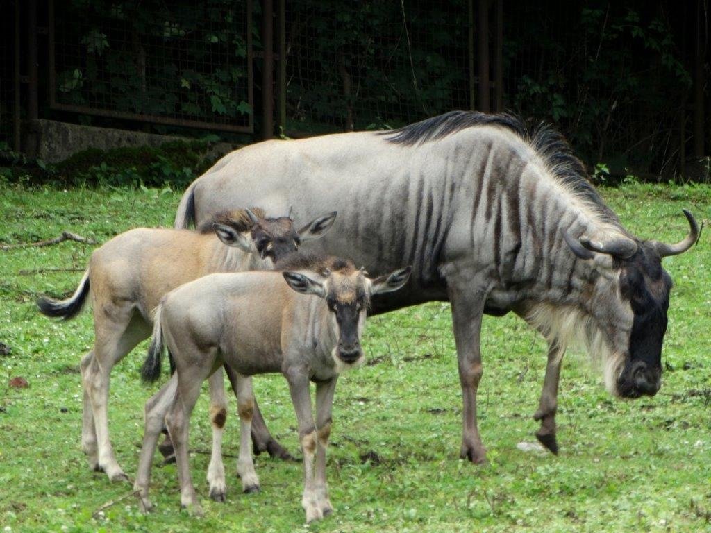 narodziny-gnu-biaobrodych-we-wrocawskim-zoo-89561