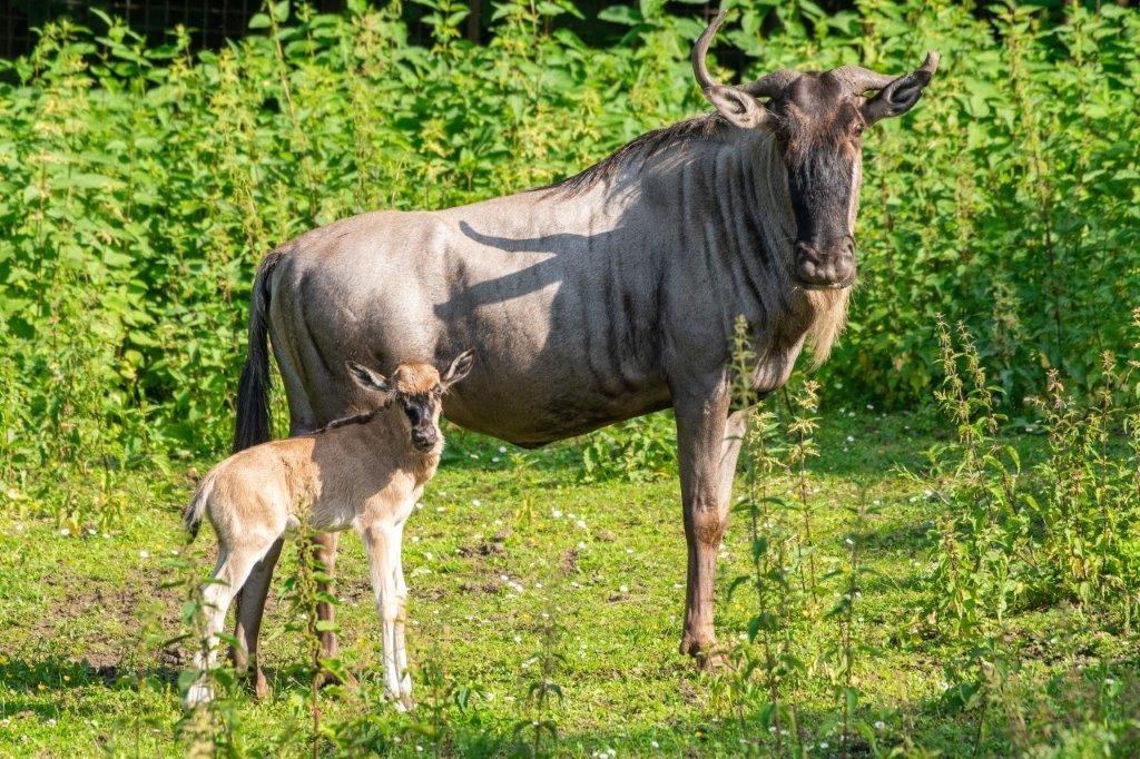 narodziny-gnu-biaobrodych-we-wrocawskim-zoo-89561