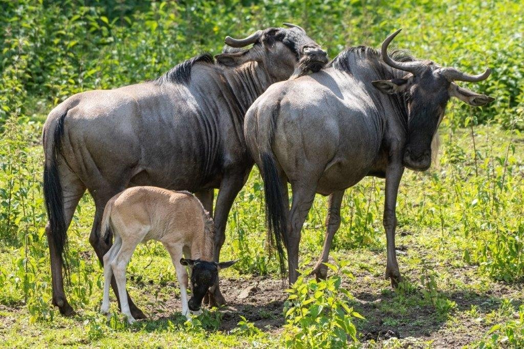 narodziny-gnu-biaobrodych-we-wrocawskim-zoo-89561