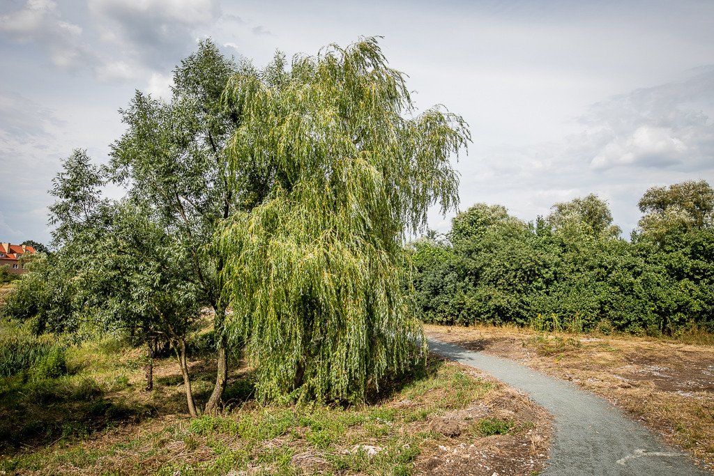 szybko-zapomniany-staw-89657