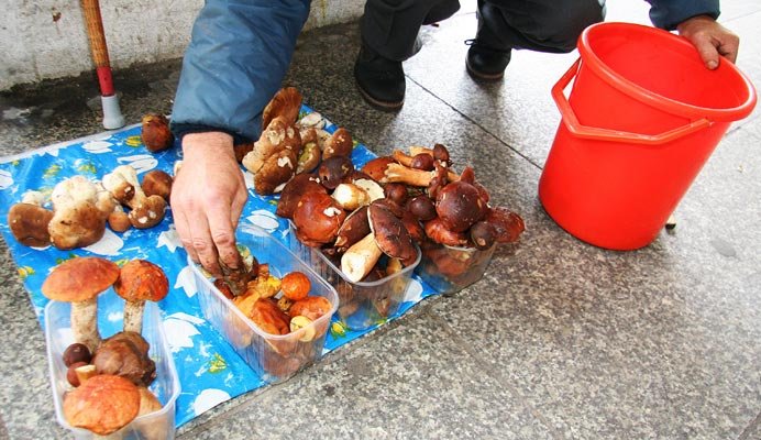 Kozaki czerwone, maślaki, podgrzybki i borowiki to najczęstsze gatunki zbierane przez grzybiarzy.