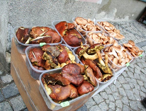 kokosy-z-grzybobrania-906