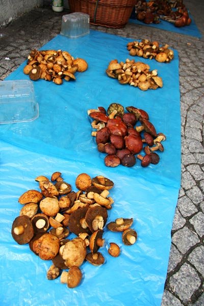 kokosy-z-grzybobrania-906