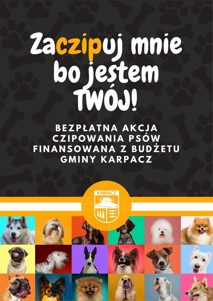 bezpatne-czipy-dla-psow-w-karpaczu-90710