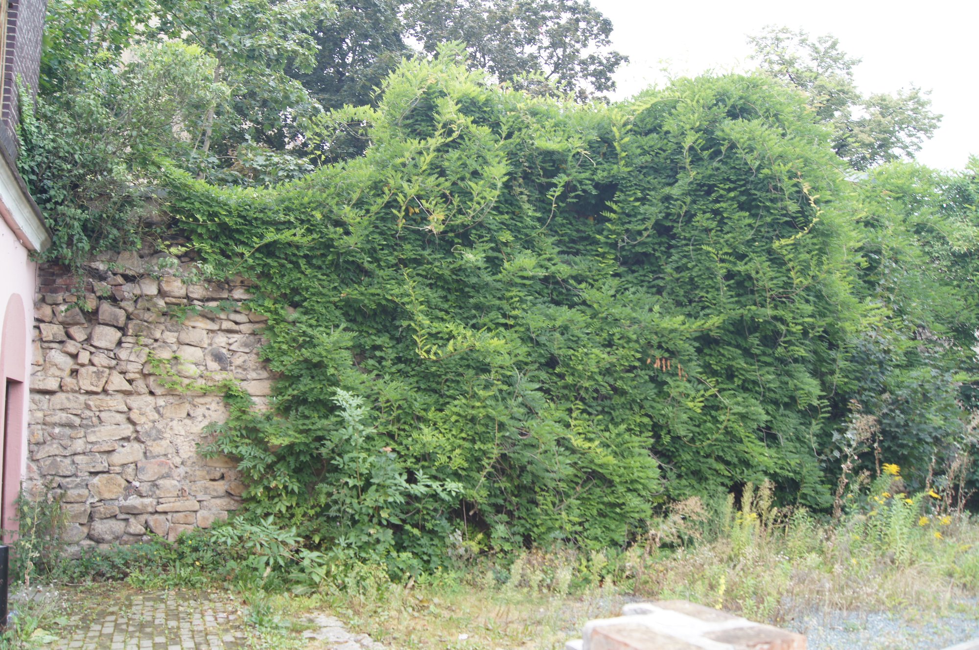 Fragment muru przy ulicy Jeleniej
