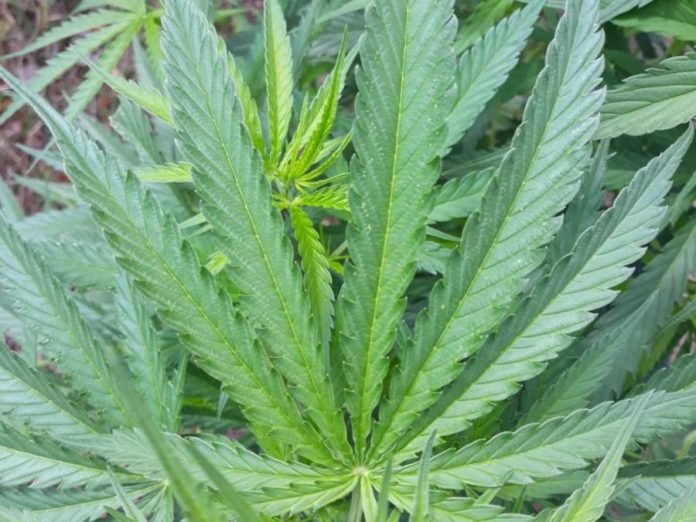 zlikwidowane-plantacje-konopi-indyjskich-91384
