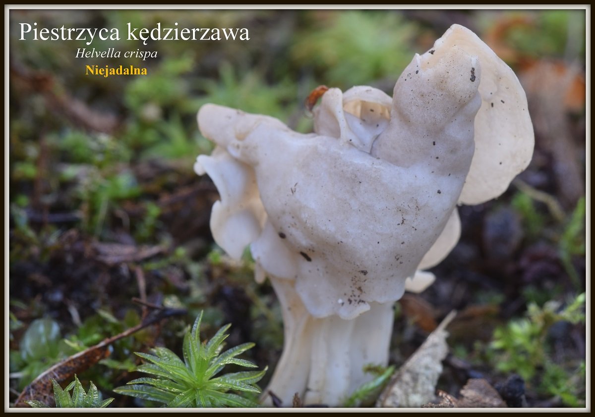 wystawa-swiezych-grzybow-tylko-na-naszym-portalu-91654