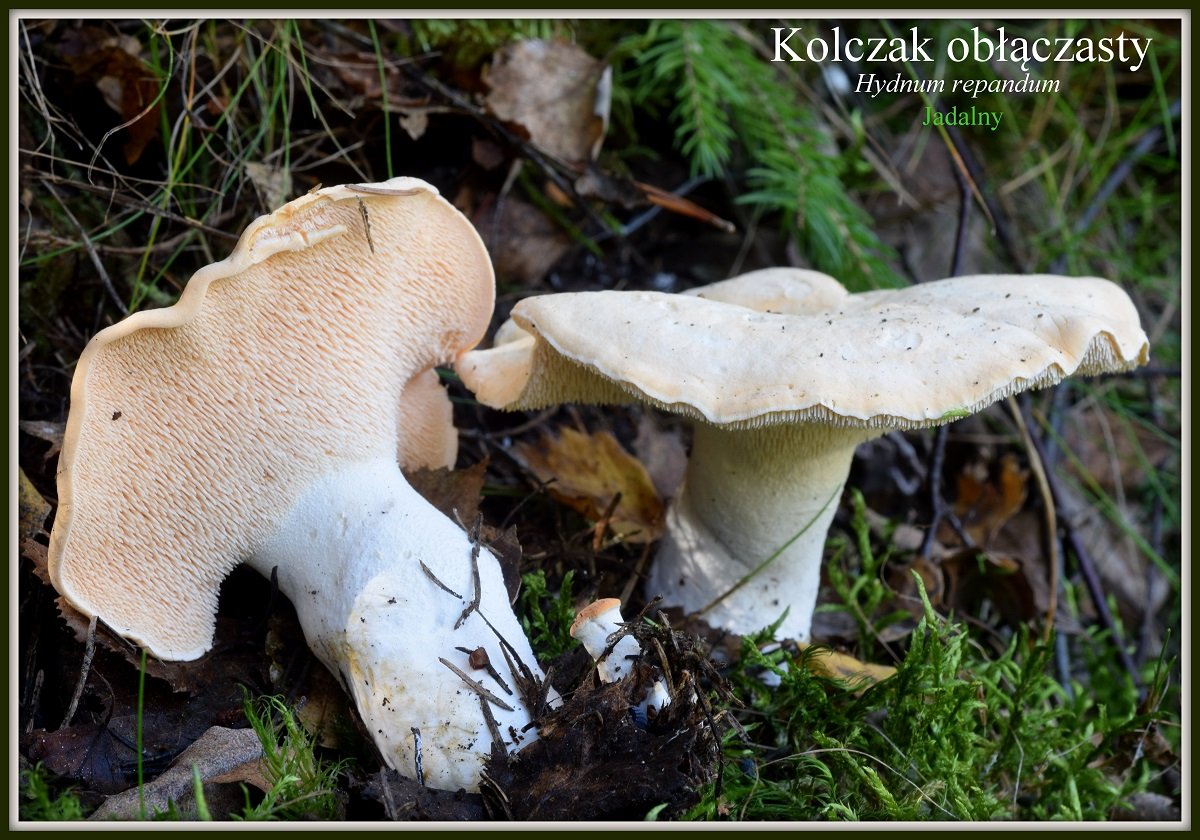 wystawa-swiezych-grzybow-tylko-na-naszym-portalu-91654