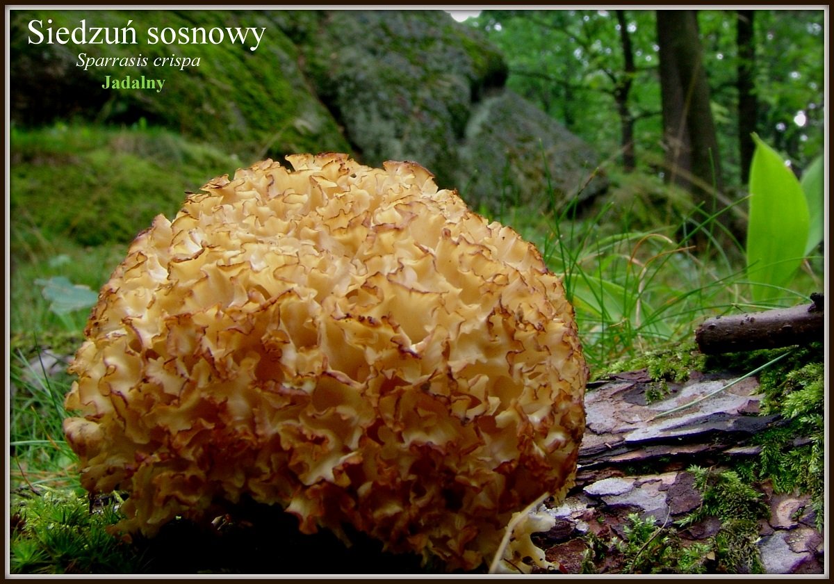 wystawa-swiezych-grzybow-tylko-na-naszym-portalu-91654
