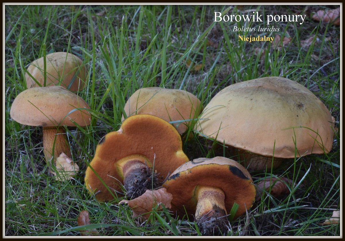 wystawa-swiezych-grzybow-tylko-na-naszym-portalu-91654