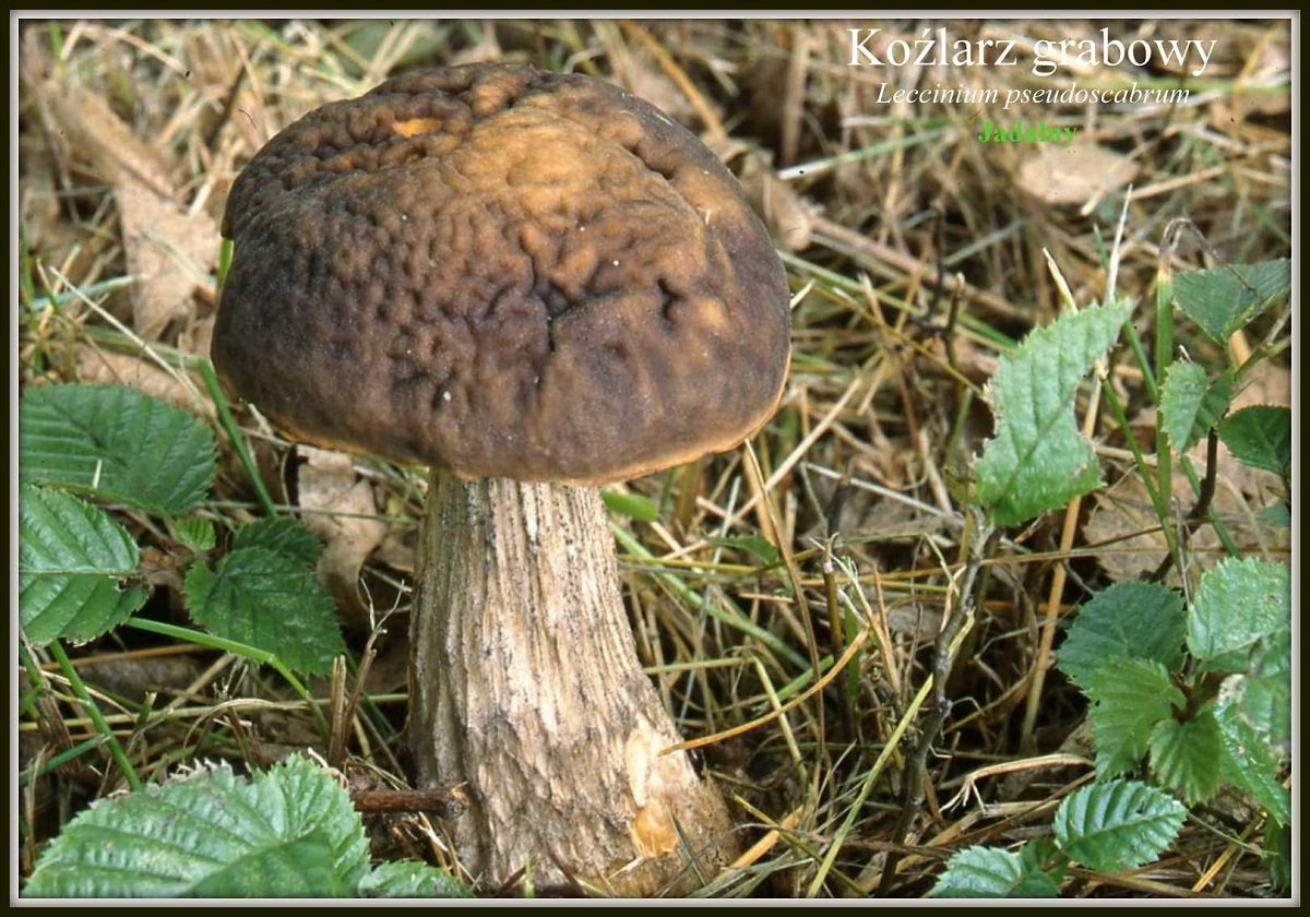 wystawa-swiezych-grzybow-tylko-na-naszym-portalu-91654