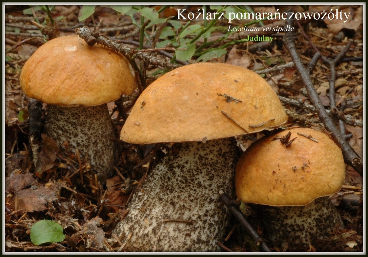 wystawa-swiezych-grzybow-tylko-na-naszym-portalu-91654