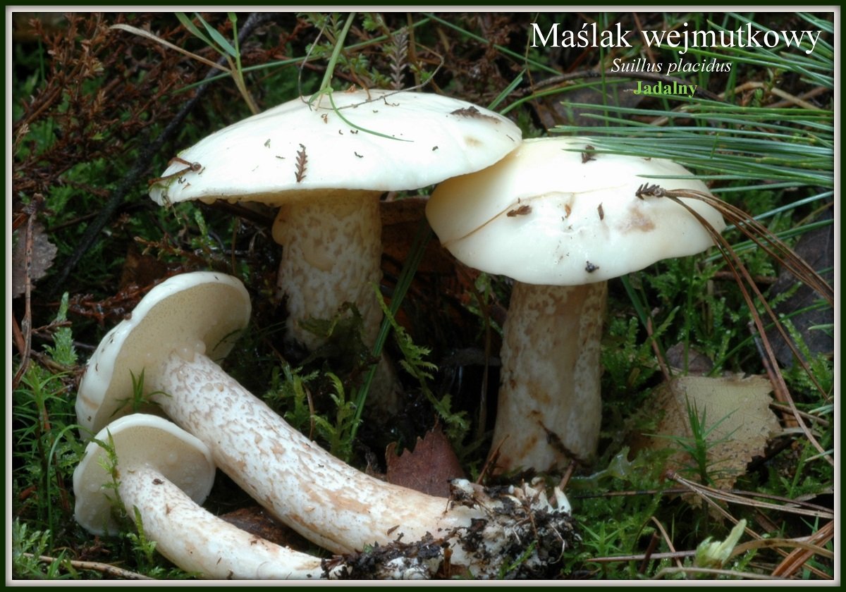 wystawa-swiezych-grzybow-tylko-na-naszym-portalu-91654